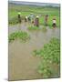 Rice Paddies, Vientiane, Laos, Asia-Bruno Morandi-Mounted Photographic Print