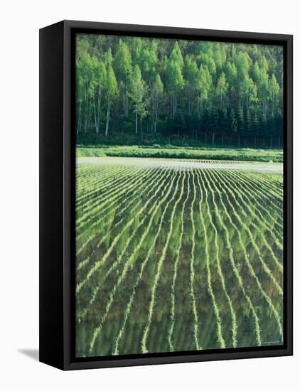 Rice Paddies-null-Framed Stretched Canvas