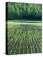 Rice Paddies-null-Stretched Canvas