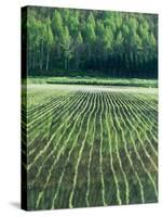 Rice Paddies-null-Stretched Canvas