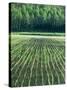 Rice Paddies-null-Stretched Canvas