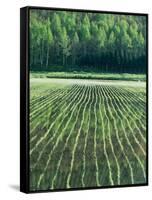 Rice Paddies-null-Framed Stretched Canvas