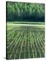 Rice Paddies-null-Stretched Canvas