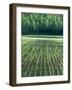 Rice Paddies-null-Framed Premium Photographic Print