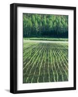 Rice Paddies-null-Framed Premium Photographic Print