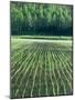 Rice Paddies-null-Mounted Premium Photographic Print