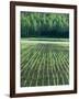 Rice Paddies-null-Framed Photographic Print