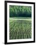 Rice Paddies-null-Framed Photographic Print