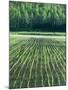 Rice Paddies-null-Mounted Photographic Print