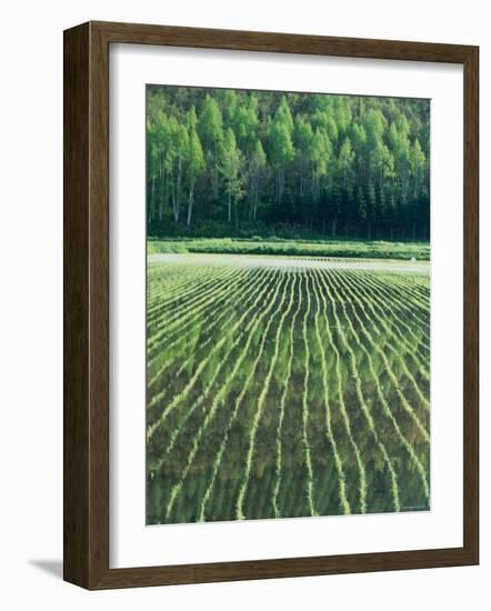 Rice Paddies-null-Framed Photographic Print