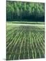 Rice Paddies-null-Mounted Photographic Print