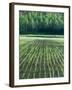 Rice Paddies-null-Framed Photographic Print