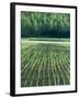 Rice Paddies-null-Framed Photographic Print