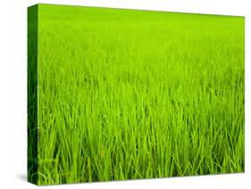 Rice Paddy Field Close Up in Ubud, Bali, Indonesia, Southeast Asia, Asia-Matthew Williams-Ellis-Stretched Canvas