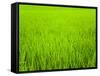 Rice Paddy Field Close Up in Ubud, Bali, Indonesia, Southeast Asia, Asia-Matthew Williams-Ellis-Framed Stretched Canvas