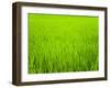 Rice Paddy Field Close Up in Ubud, Bali, Indonesia, Southeast Asia, Asia-Matthew Williams-Ellis-Framed Photographic Print