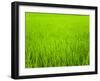 Rice Paddy Field Close Up in Ubud, Bali, Indonesia, Southeast Asia, Asia-Matthew Williams-Ellis-Framed Photographic Print