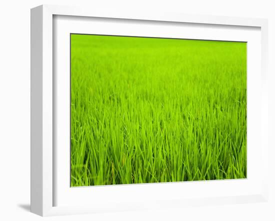 Rice Paddy Field Close Up in Ubud, Bali, Indonesia, Southeast Asia, Asia-Matthew Williams-Ellis-Framed Photographic Print