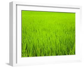 Rice Paddy Field Close Up in Ubud, Bali, Indonesia, Southeast Asia, Asia-Matthew Williams-Ellis-Framed Photographic Print