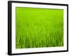 Rice Paddy Field Close Up in Ubud, Bali, Indonesia, Southeast Asia, Asia-Matthew Williams-Ellis-Framed Photographic Print