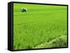 Rice Paddy Field, Halong, Vietnam, Indochina, Southeast Asia, Asia-Godong-Framed Stretched Canvas