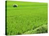 Rice Paddy Field, Halong, Vietnam, Indochina, Southeast Asia, Asia-Godong-Stretched Canvas