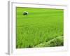 Rice Paddy Field, Halong, Vietnam, Indochina, Southeast Asia, Asia-Godong-Framed Photographic Print