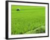 Rice Paddy Field, Halong, Vietnam, Indochina, Southeast Asia, Asia-Godong-Framed Photographic Print