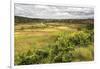 Rice Paddy Field Scenery Near Antananarivo, Antananarivo Province, Eastern Madagascar, Africa-Matthew Williams-Ellis-Framed Photographic Print