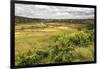 Rice Paddy Field Scenery Near Antananarivo, Antananarivo Province, Eastern Madagascar, Africa-Matthew Williams-Ellis-Framed Photographic Print