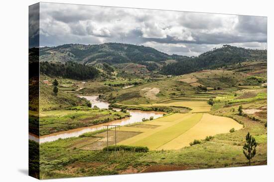 Rice Paddy Field Scenery Near Antananarivo, Antananarivo Province, Eastern Madagascar, Africa-Matthew Williams-Ellis-Stretched Canvas