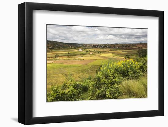 Rice Paddy Field Scenery Near Antananarivo, Antananarivo Province, Eastern Madagascar, Africa-Matthew Williams-Ellis-Framed Photographic Print