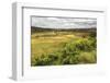 Rice Paddy Field Scenery Near Antananarivo, Antananarivo Province, Eastern Madagascar, Africa-Matthew Williams-Ellis-Framed Photographic Print