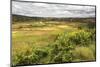 Rice Paddy Field Scenery Near Antananarivo, Antananarivo Province, Eastern Madagascar, Africa-Matthew Williams-Ellis-Mounted Photographic Print