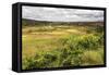 Rice Paddy Field Scenery Near Antananarivo, Antananarivo Province, Eastern Madagascar, Africa-Matthew Williams-Ellis-Framed Stretched Canvas