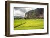 Rice Paddy Fields and Cliffs in the Harau Valley, Bukittinggi, West Sumatra, Indonesia-Matthew Williams-Ellis-Framed Photographic Print