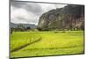 Rice Paddy Fields and Cliffs in the Harau Valley, Bukittinggi, West Sumatra, Indonesia-Matthew Williams-Ellis-Mounted Photographic Print