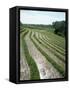 Rice Paddy Fields, Bali, Indonesia, Southeast Asia-Robert Harding-Framed Stretched Canvas