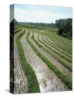 Rice Paddy Fields, Bali, Indonesia, Southeast Asia-Robert Harding-Stretched Canvas