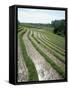 Rice Paddy Fields, Bali, Indonesia, Southeast Asia-Robert Harding-Framed Stretched Canvas