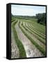 Rice Paddy Fields, Bali, Indonesia, Southeast Asia-Robert Harding-Framed Stretched Canvas