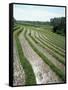 Rice Paddy Fields, Bali, Indonesia, Southeast Asia-Robert Harding-Framed Stretched Canvas