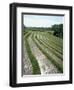 Rice Paddy Fields, Bali, Indonesia, Southeast Asia-Robert Harding-Framed Photographic Print