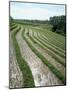 Rice Paddy Fields, Bali, Indonesia, Southeast Asia-Robert Harding-Mounted Photographic Print