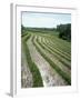 Rice Paddy Fields, Bali, Indonesia, Southeast Asia-Robert Harding-Framed Photographic Print