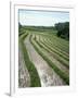 Rice Paddy Fields, Bali, Indonesia, Southeast Asia-Robert Harding-Framed Photographic Print