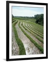 Rice Paddy Fields, Bali, Indonesia, Southeast Asia-Robert Harding-Framed Photographic Print