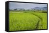 Rice Paddy Fields, Bukittinggi, West Sumatra, Indonesia, Southeast Asia, Asia-Matthew Williams-Ellis-Framed Stretched Canvas