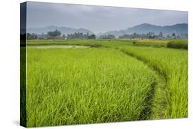 Rice Paddy Fields, Bukittinggi, West Sumatra, Indonesia, Southeast Asia, Asia-Matthew Williams-Ellis-Stretched Canvas