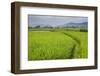 Rice Paddy Fields, Bukittinggi, West Sumatra, Indonesia, Southeast Asia, Asia-Matthew Williams-Ellis-Framed Photographic Print